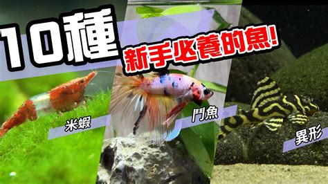 好看的魚|10種激推!給新手的魚~養這些!讓你告別養魚殺手~【憩魚水族】